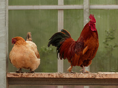 Hen and rooster at the Saskatoon Farm
