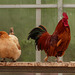 Hen and rooster at the Saskatoon Farm