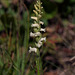 Spiranthes ochroleuca (Yellow Ladies'-tresses orchid)