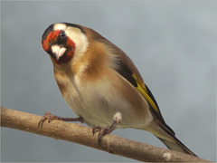 Hello Goldfinch
