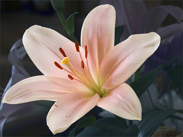 Pink daylily bloom
