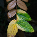 29/366: Variegated Leaves
