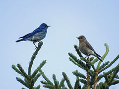 Mr. and Mrs. Mountain Bluebird