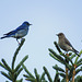 Mr. and Mrs. Mountain Bluebird