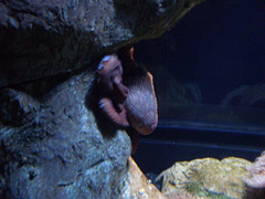 Giant Pacific octopus (Enteroctopus dofleini).