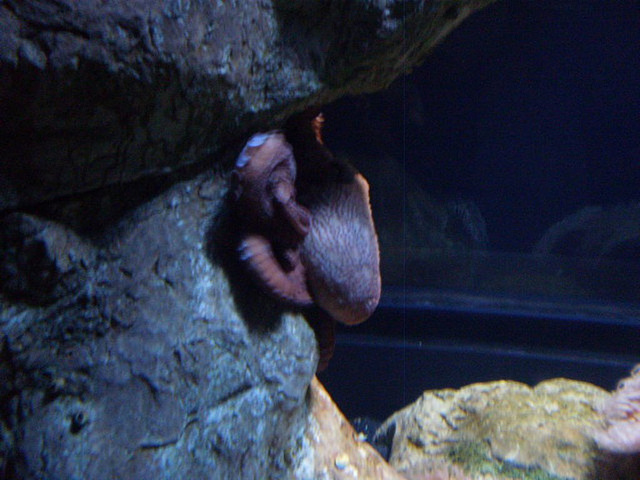 Giant Pacific octopus (Enteroctopus dofleini).
