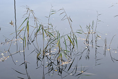 Grass in the pond