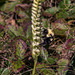 Spiranthes cernua (Nodding Ladies'-tresses orchid) with Bombus species (Bumble bee)