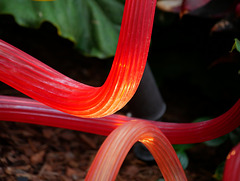 Chihuly Glass Sculpture (H.A.N.W.E.)