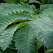 Droplets on serrated leaves