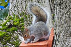 Squirrel on nest box 1