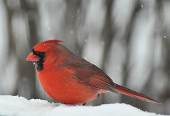cardinal snow DSC 8331
