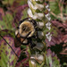 Spiranthes cernua (Nodding Ladies'-tresses orchid) with Bombus species (Bumble bee)