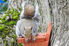 Squirrel on nest box 2