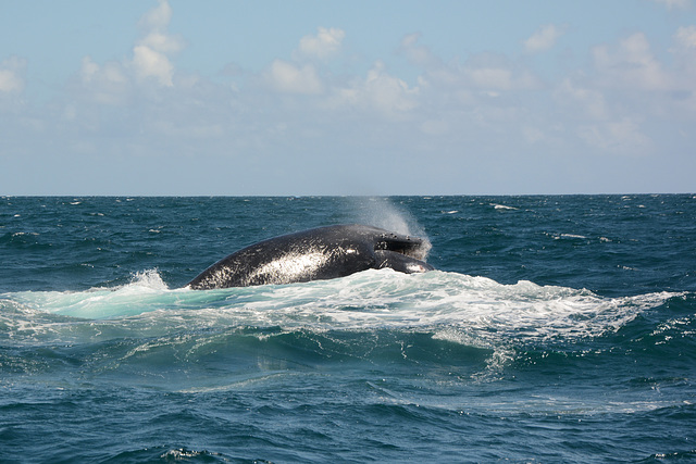 Dominican Republic, There is Whalebone Visible in the Mouth of a Humpback Whale