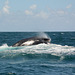 Dominican Republic, There is Whalebone Visible in the Mouth of a Humpback Whale