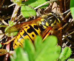 Wasp exploring the ground