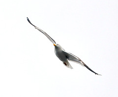 Seagull in flight.