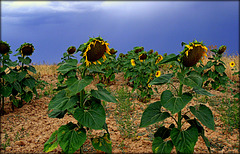 Sad sunflowers, after much heavy rain and more to come.
