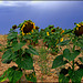 Sad sunflowers, after much heavy rain and more to come.