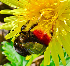 Red bottomed Bee on Dandelion