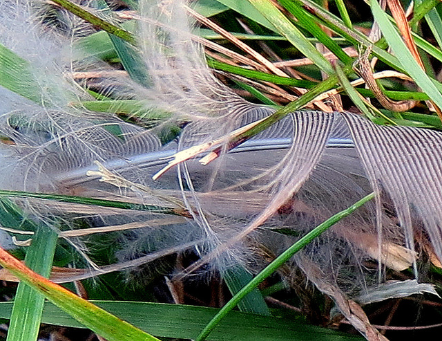 Feathers IV