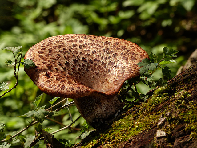 Dryad's Saddle fungus / Polyporus squamosus aka Cerioporus squamosus, Pt Pelee, Ontario
