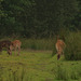 Fallow Deer fawns. Lyme Park in the rain