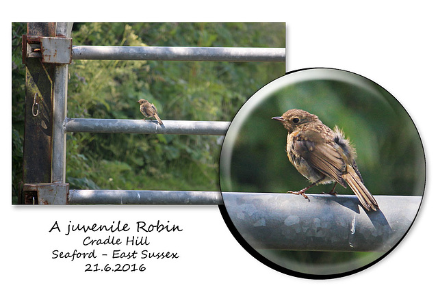 A juvenile Robin - Cradle Hill - Seaford 21 6 2016