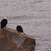 Eagles In Haines Alaska