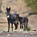 Bolivia, Catal River Valley, Wild Donkeys