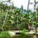Eden Project, Tropischer Regenwald