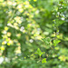 Trailing Ivy with Woodland Bokeh