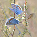 Silver-studded Blue ~ Heideblauwtjes (Plebejus Argus), males...