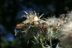 Thistles And Fairies