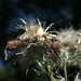 Thistles And Fairies