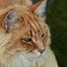 Lynn's cat at Marsland Basin