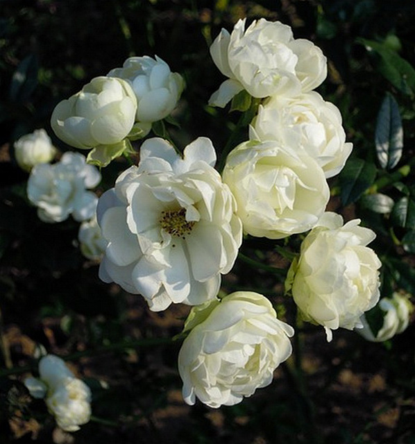 Roses blanches pour leur rendre hommage !