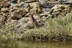 Green Heron – Jungle Crocodile Safari, Tárcoles, Puntarenas Province, Costa Rica