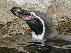 Humboldt Penguin / Spheniscus humboldti