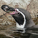 Humboldt Penguin / Spheniscus humboldti