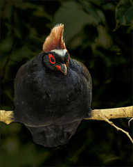 Crested partridge