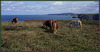 Shetland Ponies, Treaga Hill, Portreath, Cornwall