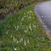 Spiranthes cernua (Nodding Ladies'-tresses orchid) along the Blue Ridge Parkway