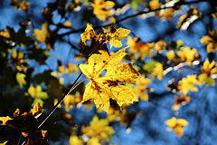 Blätter in der Herbstsonne