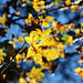 Blätter in der Herbstsonne