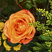 A salmon-colored rose