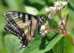 st bruno swallowtail jun 20 2020 CSC 1549