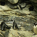 Magellan penguins (Spheniscus magellanicus).