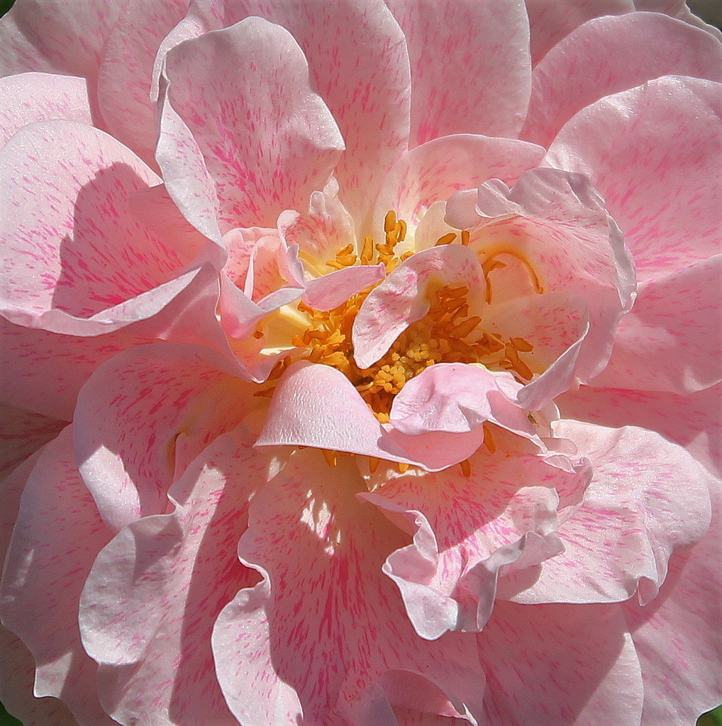 Grimpant rose pastel (6)